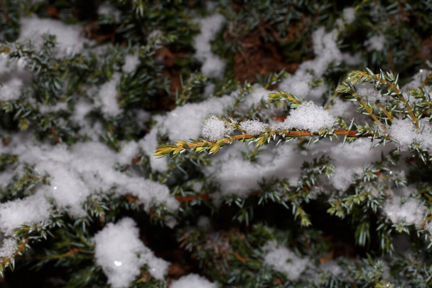 Juniper branches in the snow.  Kharkov, Ukraine - Zdjęcie, obraz