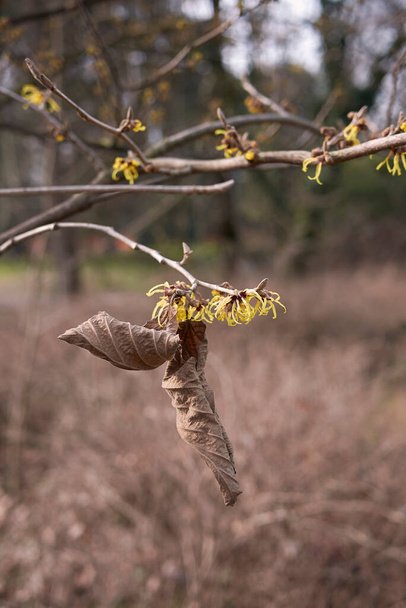 Hamamelis virginiana fiore giallo - Foto, immagini