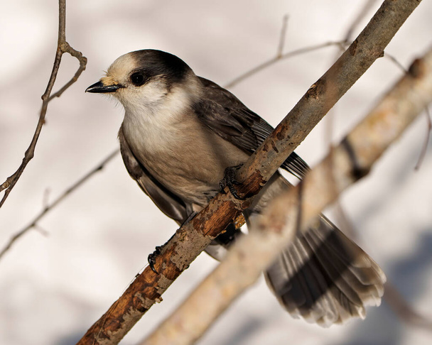 Grey Jay close-up profile view perched on tree branch with a blur forest background in its environment and habitat surrounding, displaying grey feather plumage wings and tail. Jay Image. Picture. Portrait. - 写真・画像