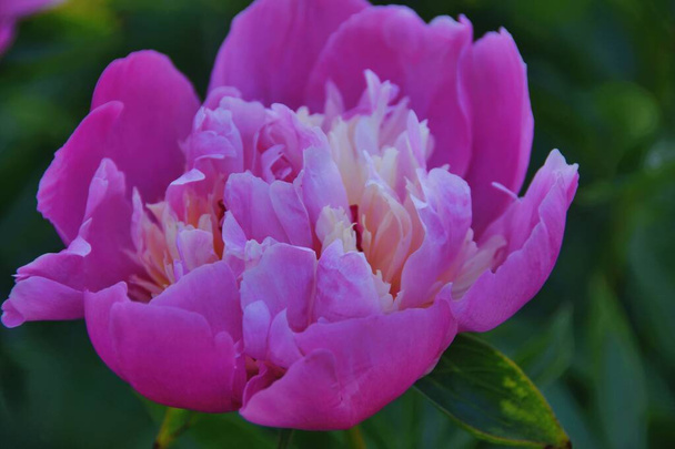 a closeup shot of beautiful blooming peony flower - Foto, immagini