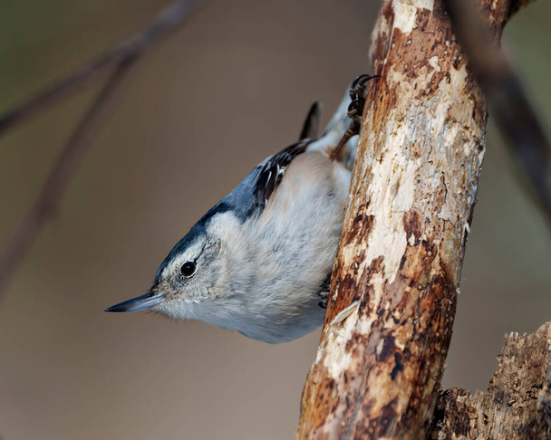 White-breasted Nuthatch perched with a blur background in its environment and habitat surrounding. Nuthatch Portrait. Picture. - Foto, afbeelding
