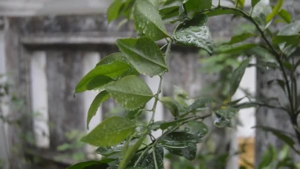 Natte kalkbladeren na weggespoeld te zijn door de regen zwaaien in de zachte wind - Video