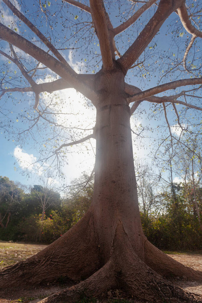 Amazing tree crown and roots   taken in Uxmal, Yucatan, Mexico - Zdjęcie, obraz