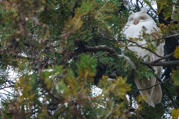Albinos sowa długouszna - Asio Otus, relaks na drzewie - Zdjęcie, obraz
