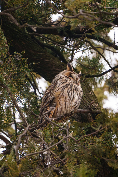 Búho de orejas largas - Asio Otus, relajándose en un árbol - Foto, imagen