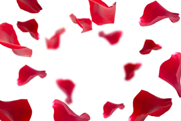 red rose petals on white background. Festive background with copy space in the center. - Foto, imagen