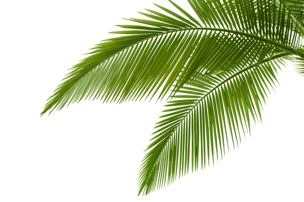 Palm verlaat - Foto, afbeelding