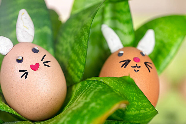 Bir ev çiçeğinin yeşil yapraklarının arasında saklanan iki sevimli tavşan yumurtası. Paskalya - Fotoğraf, Görsel