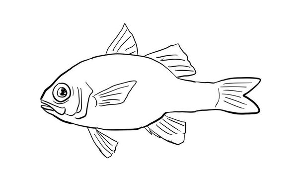Dessin au trait de style bande dessinée d'un poisson cardinalice Apogone érythrinus ou rubis hawaïen un poisson endémique de l'archipel hawaïen et hawaïen avec sur fond isolé en noir et blanc. - Vecteur, image