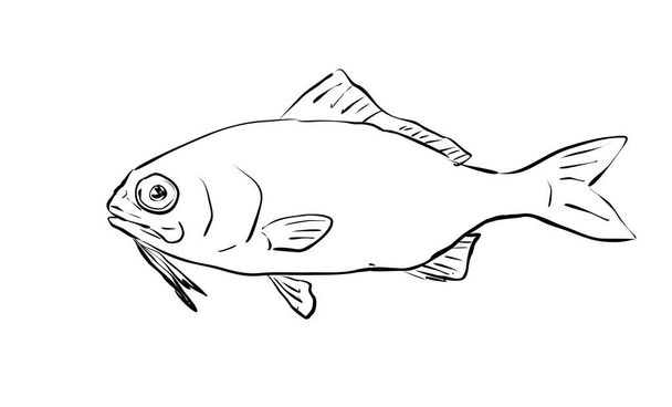 Cartoon style line drawing of a beardfish,  a fish endemic to Hawaii and Hawaiian archipelago on isolated background in black and white. - Vektor, kép