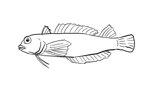 Dessin au trait de style bande dessinée d'un poisson à tête noire hawaïen Enneapterygius atriceps ou triplefin hawaïenne un poisson endémique d'Hawaï et de l'archipel hawaïen sur fond isolé en noir et blanc. - Vecteur, image