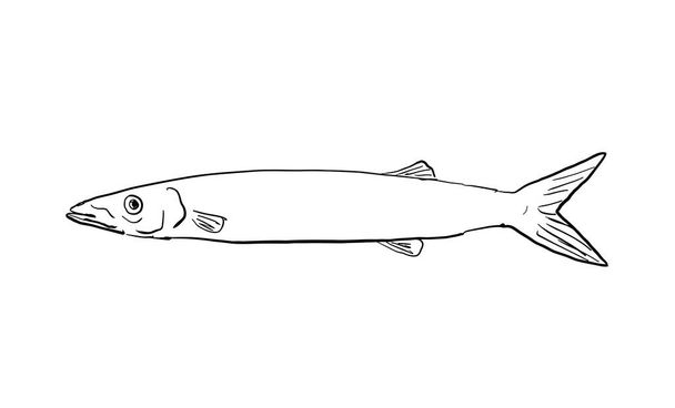 Desenho de linha estilo desenhos animados de um japonês barracuda Sphyraena japonica um peixe endêmico do Havaí e arquipélago havaiano em fundo isolado em preto e branco. - Vetor, Imagem