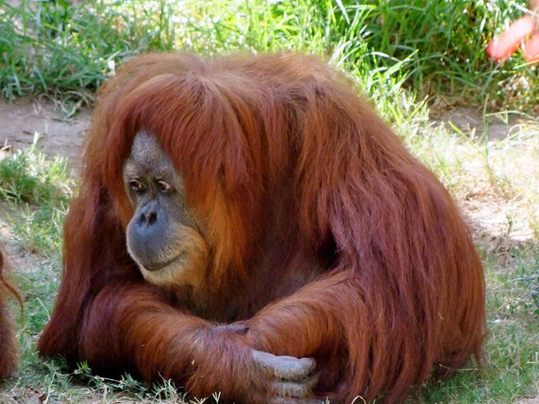 Orangutan offended - Photo, Image