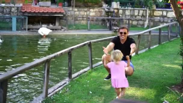 Little girl runs to her dad who is squatting next to the fence of a pond with geese. High quality 4k footage - Záběry, video