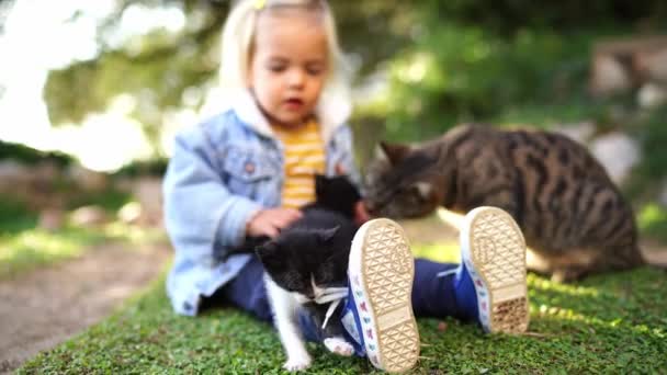 Little girl sits on the grass and pets kittens, which are licked by a cat on her lap. High quality 4k footage - Video, Çekim