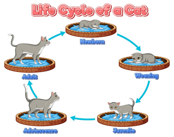 Ciclo de vida da ciência da ilustração do gato - Vetor, Imagem