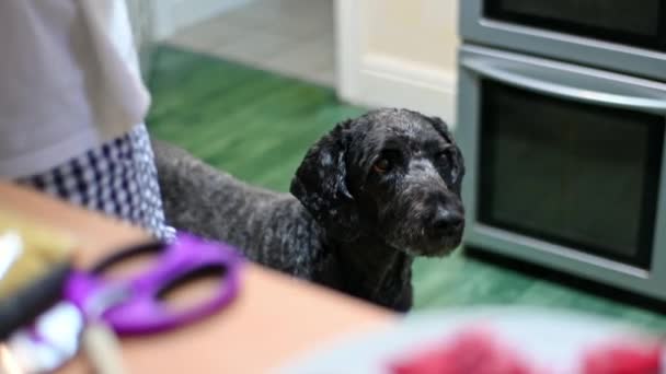 This black labradoodle is on high alert in the kitchen, sniffing the air and ready to bark at any moment. - Filmati, video