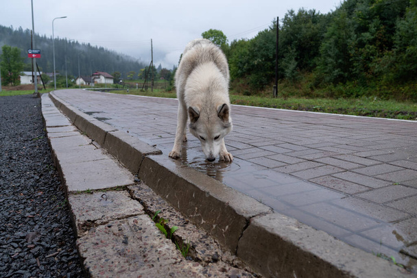 A large white dog drinks water from a puddle. The dog looks like a wolf. Husky mestizo dog. Dog on the platform of the station. Front view. - Photo, Image