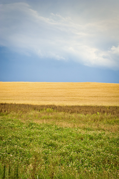 Екологічна кукурудзяне поле
 - Фото, зображення