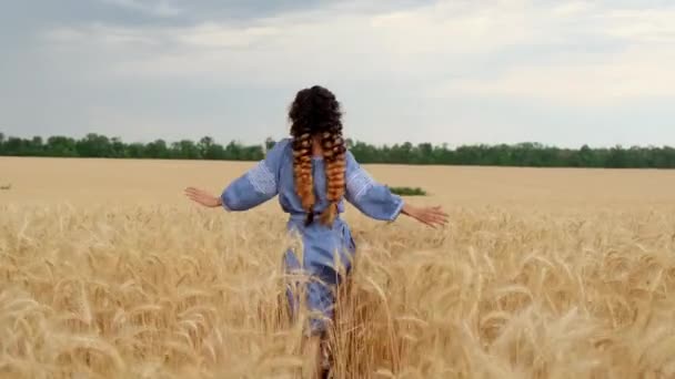 Egy ukrán nő hajnalban átsétál a búzamezőn, megérintve a búza fülét a kezével. Növénytermesztés a mezőgazdaságban, zöld hajtások. A szabadság fogalma. A búza meleg színei. - Felvétel, videó