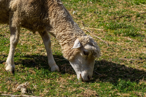 Вівці пасуться на фермі, доглядають домашніх тварин. Тепле літо і важка аграрна робота в провінціях
 . - Фото, зображення