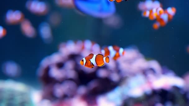 cena subaquática de peixes tropicais coloridos - Filmagem, Vídeo