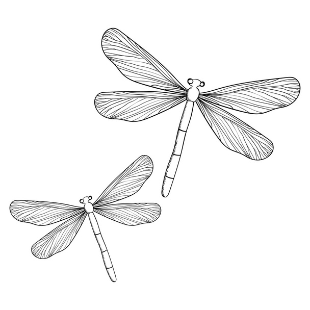 mano dibujo libélula
 - Vector, Imagen