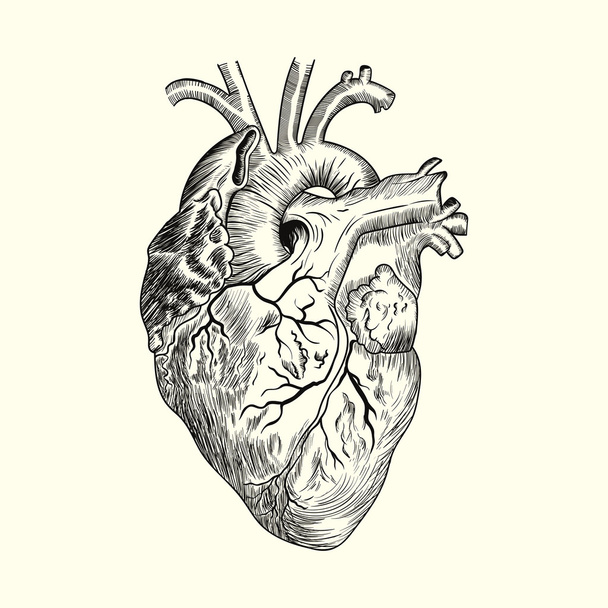 Skica lidského srdce - Vektor, obrázek