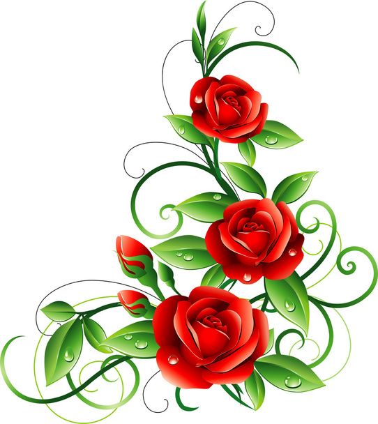 rose rosse - Vettoriali, immagini
