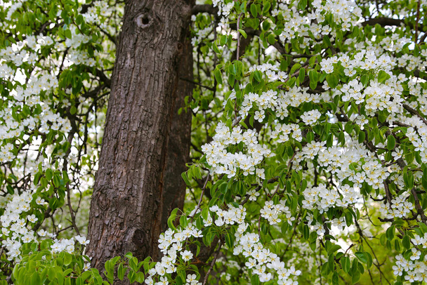 Beautiful branches of fruit tree with white flowers in spring park - Foto, afbeelding