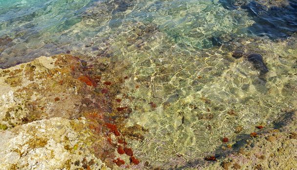 Algae on stones and a transparent sea water near the shore, natural background, Mallorca, Spain - Foto, afbeelding