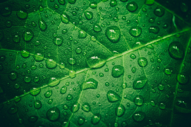Green leaf with waterdrops after rain - Foto, Bild