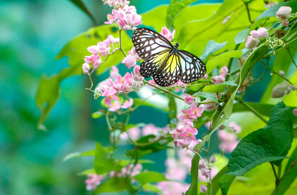 Schmetterlingspark - Foto, Bild