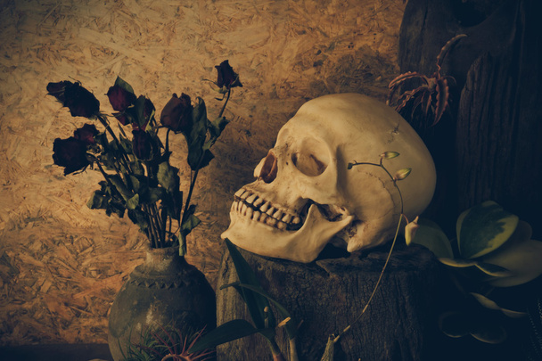 çöl bitkileri, kaktüs, gül ile bir insan kafatası ile natürmort  - Fotoğraf, Görsel