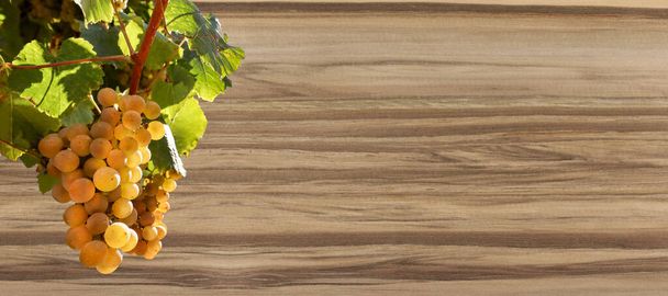 White wine grapes isolated on satin walnut wooden texture as background, concept for design elements for wine tasting, catering, winery and vineyard - Photo, image