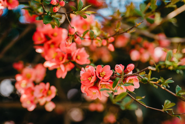 Blooming Japanese quince - Chaenomeles japonica. - 写真・画像