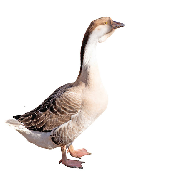 Farm big domestic goose, Ukrainian breed. Rural, agriculture. Isolated on white background. - Foto, Bild