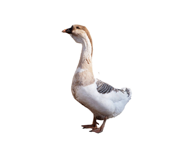 Farm big domestic goose, Ukrainian breed. Rural, agriculture. Isolated on white background. - Photo, Image