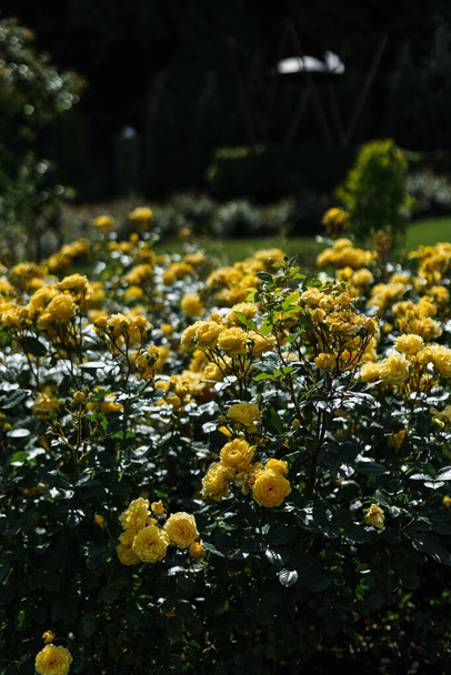A yellow rose in a botanical garden. A bush of yellow roses in the garden. - Fotografie, Obrázek