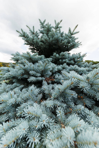 Picea pungens. Glauca Globosa. Thorny spruce in the botanical garden. - Foto, Imagen