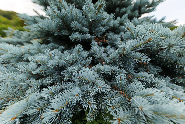 Picea pungens. Glauca Globosa. Thorny spruce in the botanical garden. - Foto, imagen