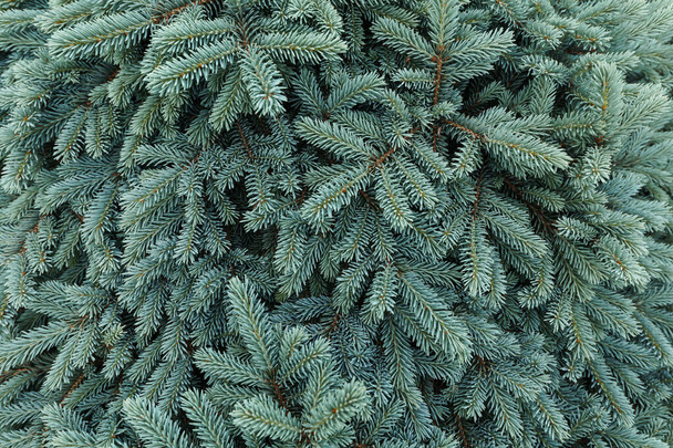 Picea pungens. Glauca Globosa. Thorny spruce in the botanical garden. - Fotoğraf, Görsel