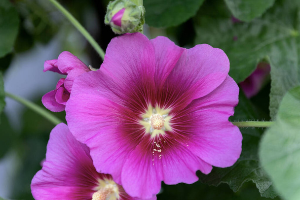 Alcea setosa or bristly hollyhock pink tall flower in the garden design. - Photo, Image