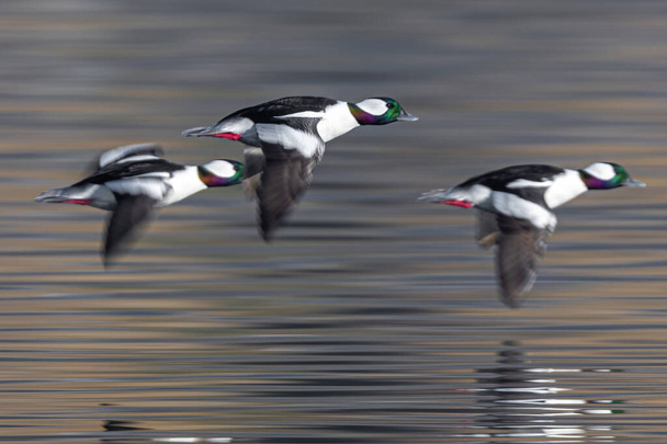 Bufflehead (Bucephala albeola) Ducks in Flight - Foto, Bild