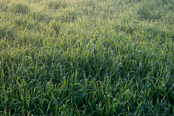 Junge Weizenpflanzen wachsen auf dem Boden, erstaunlich schöne endlose Felder mit grünem Weizengras reichen weit bis zum Horizont. - Foto, Bild