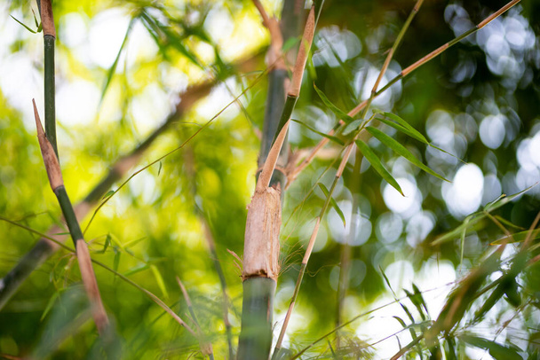 Zielone rośliny bambusa w lesie. - Zdjęcie, obraz