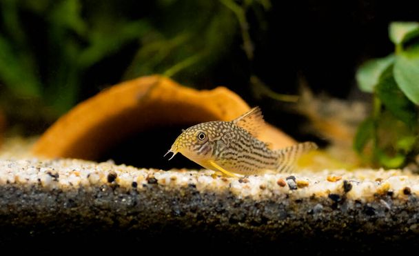 Corydoras haraldschultzi è un pesce d'acqua dolce tropicale appartenente alle Corydoradinae. - Foto, immagini