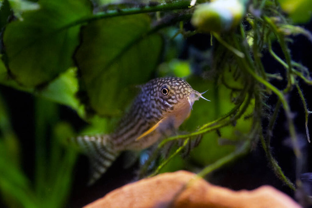 A corydoras haraldschultzi a Corydoradinae fajhoz tartozó trópusi édesvízi hal. - Fotó, kép
