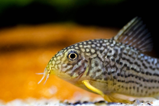 Corydoras haraldschultzi is a tropical freshwater fish belonging to the Corydoradinae. - Fotografie, Obrázek