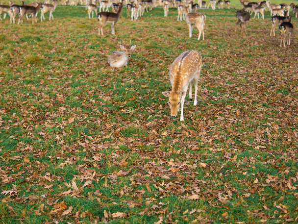red deer grazing on the meadow in richmond park. - Valokuva, kuva